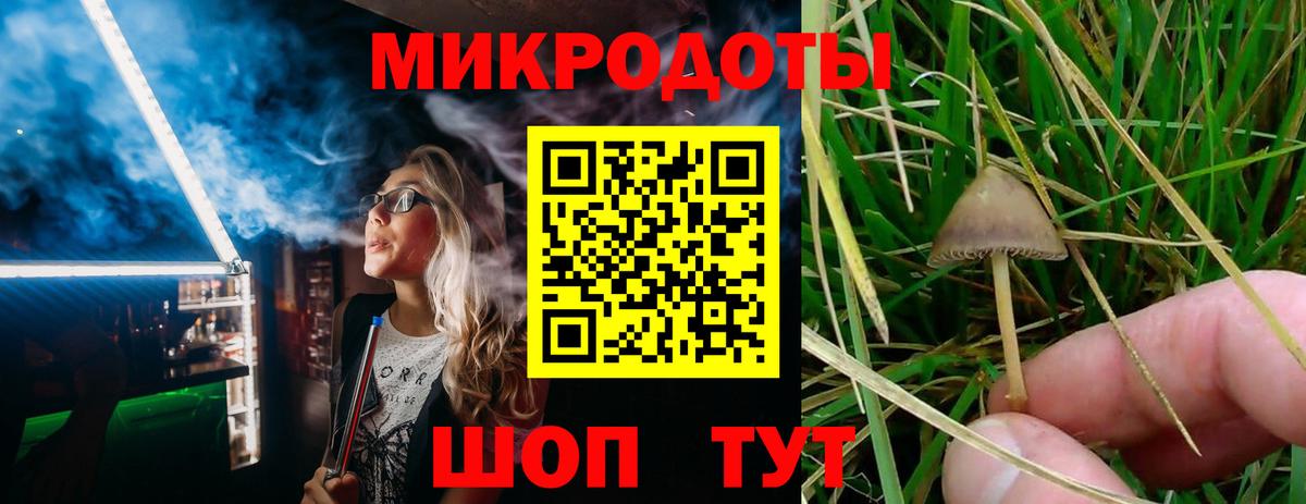 Псилоцибиновые грибы Psilocybe Волжск